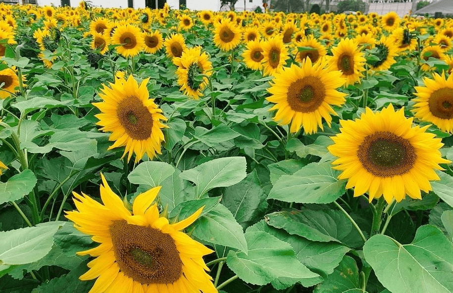 Thời gian trồng hoa hướng dương Tết