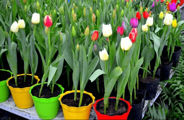 Thời gian trồng hoa tulip Tết