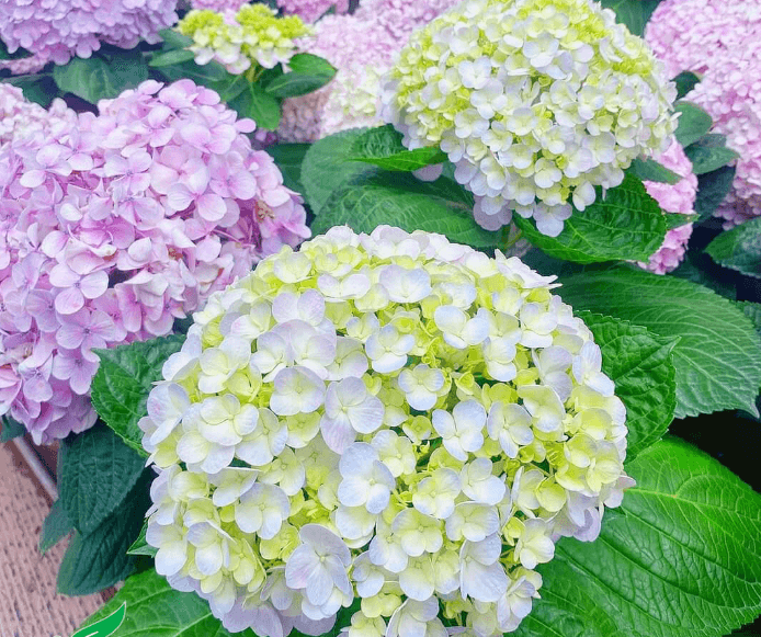 Thời gian trồng hoa cẩm tủ cầu Tết