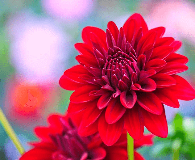 Thời gian trồng hoa thược dược Tết