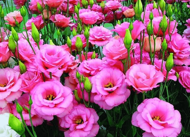 Thời gian trồng hoa lan tường Tết