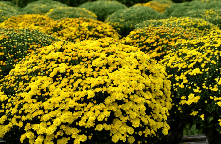 Thời gian trồng hoa cúc mâm xôi Tết