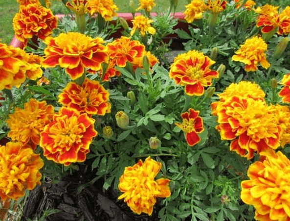 Thời gian trồng hoa cúc vạn thọ Tết