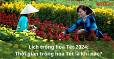 Lịch trồng hoa Tết 2024: Thời gian trồng hoa Tết là khi nào?