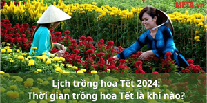 Lịch trồng hoa Tết 2024: Thời gian trồng hoa Tết là khi nào?