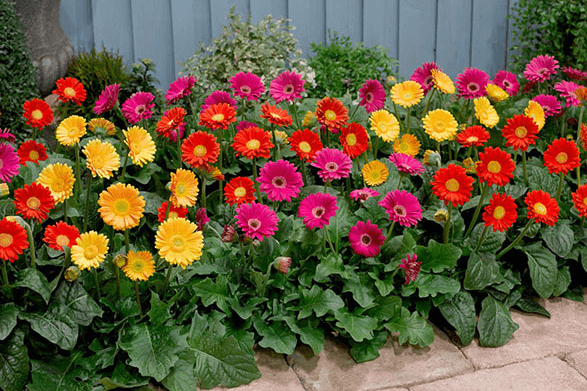 Thời gian trồng hoa đồng tiền Tết