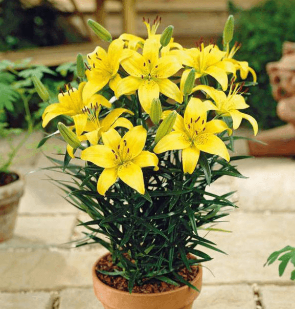 Thời gian trồng hoa ly Tết