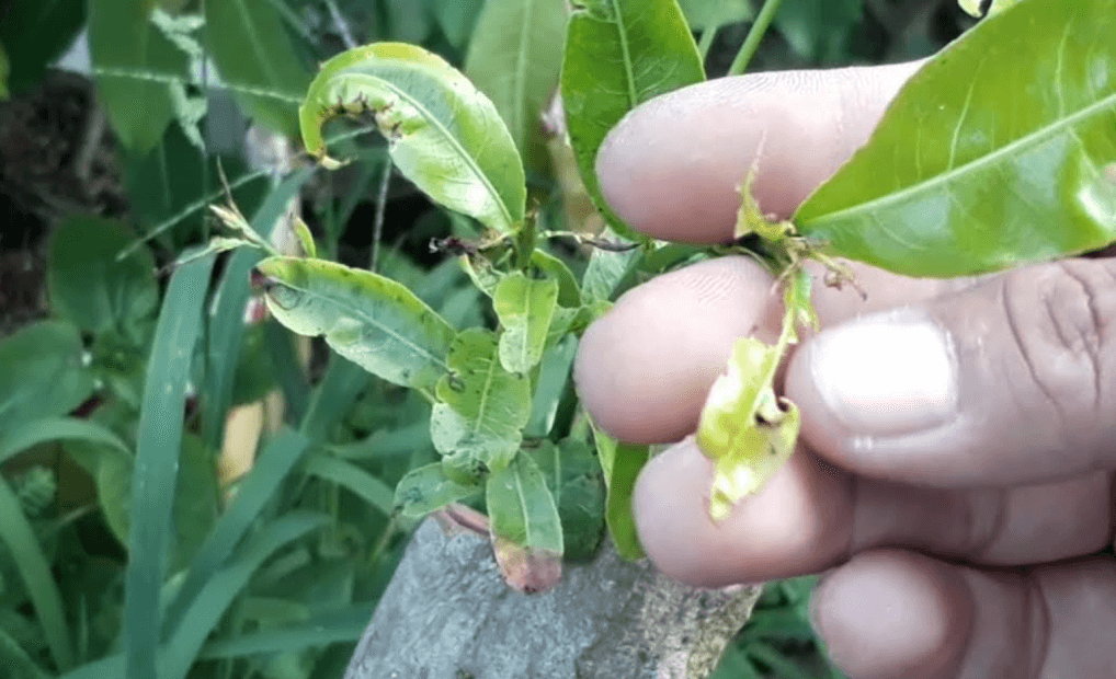 Chú ý lá mai dễ bị nhiễm bệnh