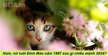 Nam, nữ tuổi Đinh Mão năm 1987 sao gì chiếu mệnh 2024?