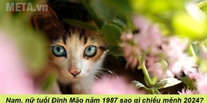 Nam, nữ tuổi Đinh Mão năm 1987 sao gì chiếu mệnh 2024?