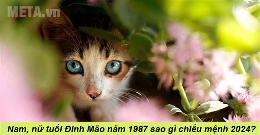 Nam, nữ tuổi Đinh Mão năm 1987 sao gì chiếu mệnh 2024?