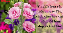 Ý nghĩa hoa cát tường ngày Tết, cách cắm hoa cát tường để bàn đẹp và tươi lâu