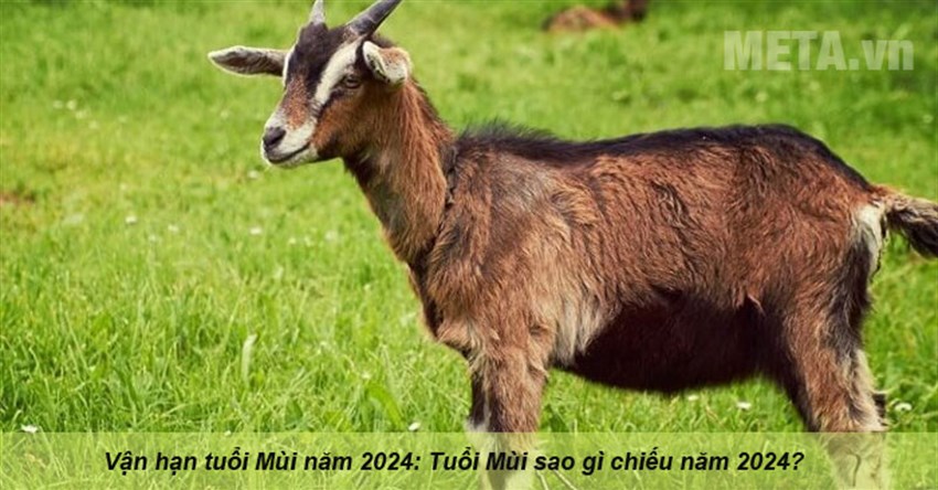 Vận hạn tuổi Mùi năm 2024: Tuổi Mùi sao gì chiếu năm 2024?