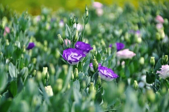 Cách chọn hoa cát tường tươi đẹp chơi Tết