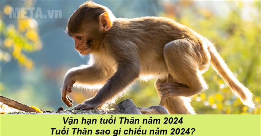 Vận hạn tuổi Thân năm 2024: Tuổi Thân sao gì chiếu năm 2024?