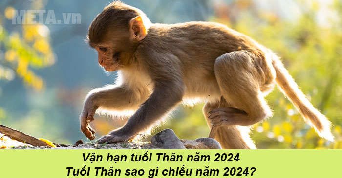 Xem vận hạn tuổi Thân năm 2024 và tuổi Thân năm 2024 sao gì
