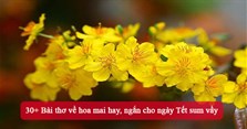 30+ Bài thơ về hoa mai hay, ngắn cho ngày Tết sum vầy