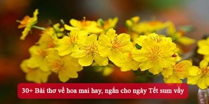 30+ Bài thơ về hoa mai hay, ngắn cho ngày Tết sum vầy