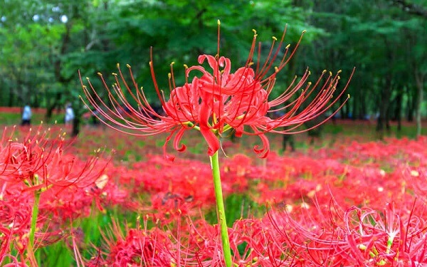 Ý nghĩa hoa bỉ ngạn đỏ