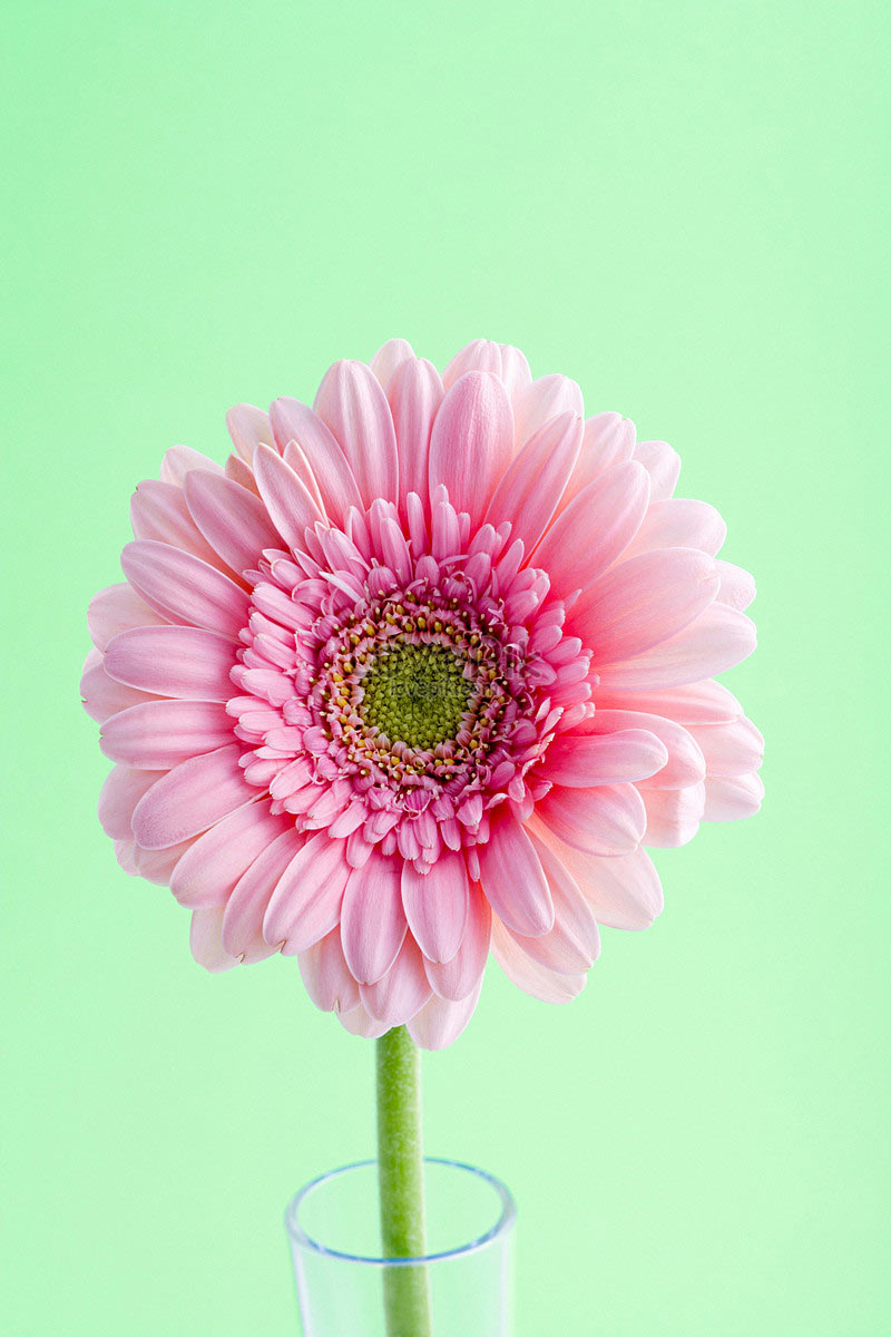 Hình nền hoa đồng tiền cho điện thoại, máy tính đẹp nhất