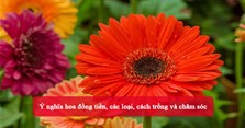 Ý nghĩa hoa đồng tiền, các loại, cách trồng và chăm sóc