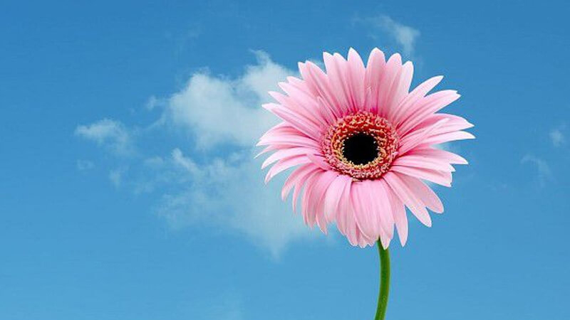 Hình nền hoa đồng tiền cho điện thoại, máy tính đẹp nhất