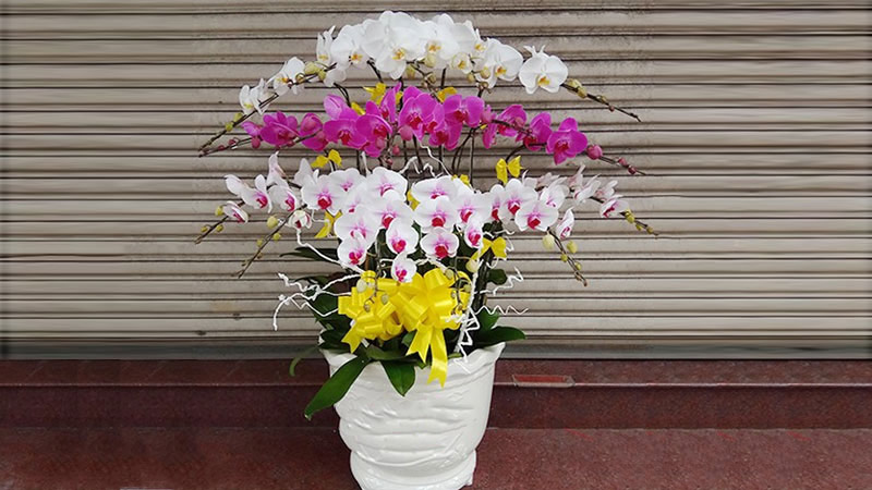 Tìm hiểu về hoa lan hồ điệp
