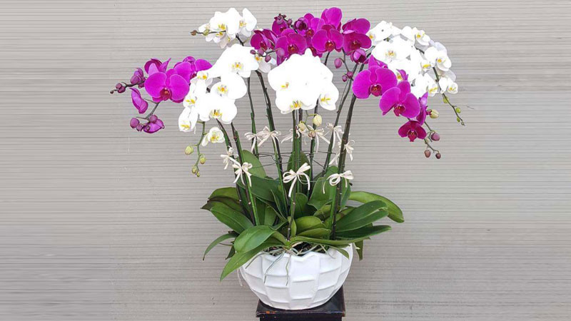 Cắm hoa lan hồ điệp đơn giản