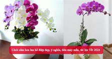 Cách cắm hoa lan hồ điệp đẹp, ý nghĩa, đón may mắn, tài lộc Tết 2024