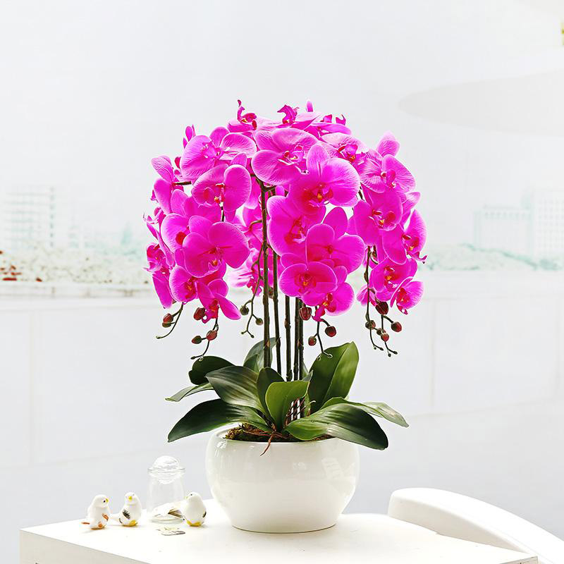 Mẫu cắm hoa lan hồ điệp