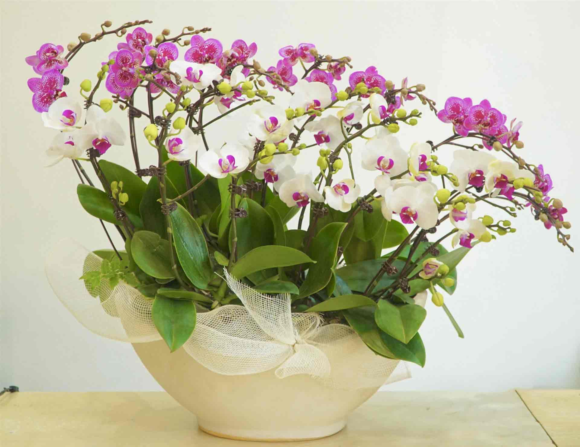 Mẫu cắm hoa lan hồ điệp