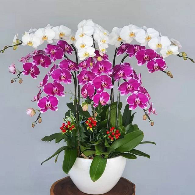 Mẫu cắm hoa lan hồ điệp