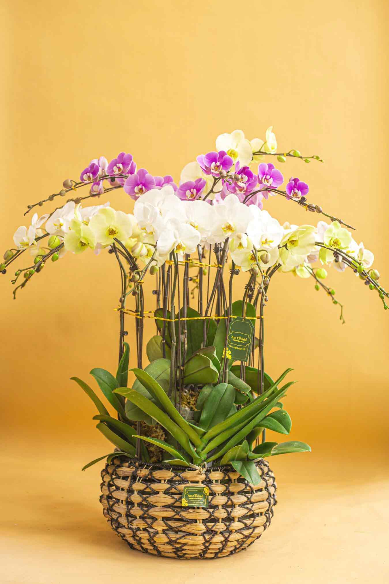Mẫu cắm hoa lan hồ điệp