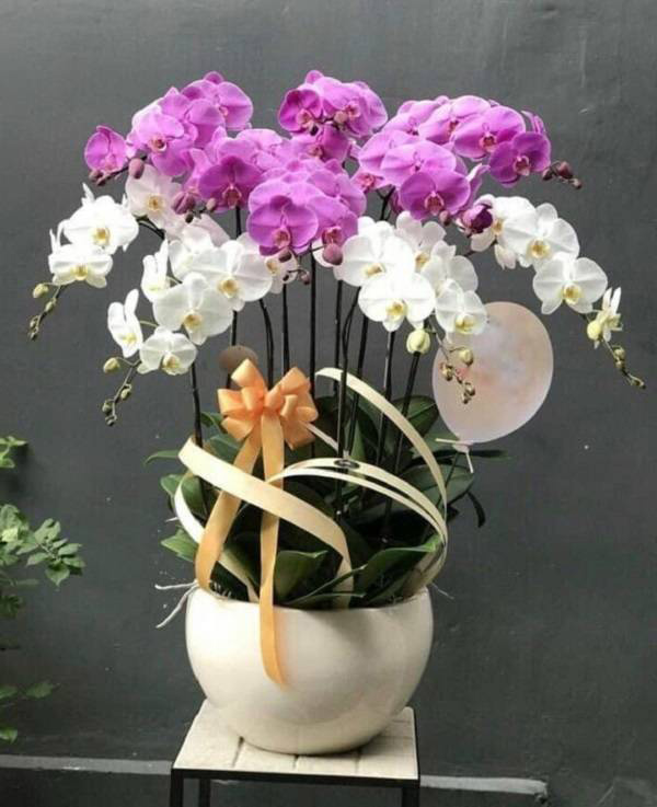 Mẫu cắm hoa lan hồ điệp