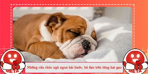 Những câu chúc ngủ ngon hài hước, bá đạo trên từng hạt gạo