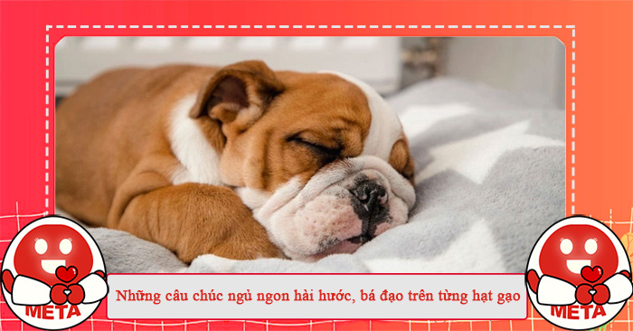 Những câu chúc ngủ ngon hài hước bá đạo Những câu chúc ngủ ngon hài hước bá đạo