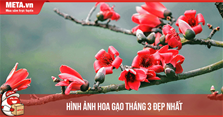 Những hình ảnh hoa gạo tháng 3 đẹp, ý nghĩa nhất