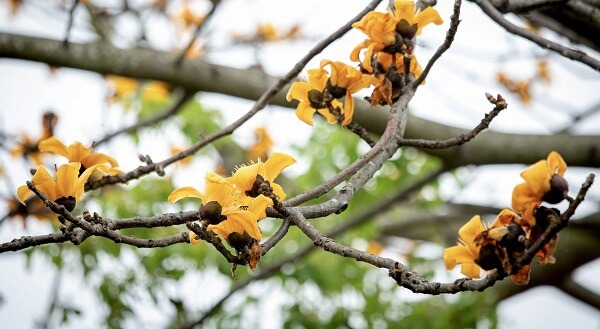 Ảnh hoa gạo vàng tháng 3