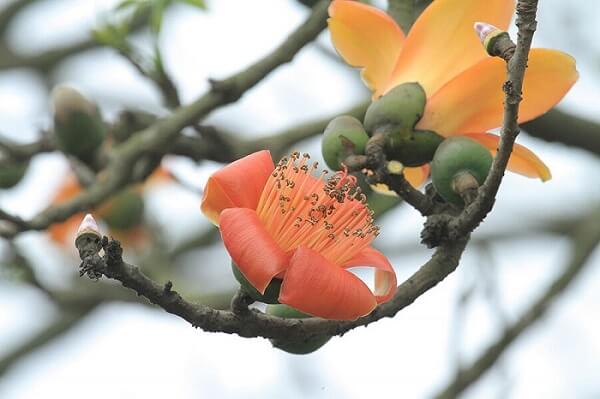 Hoa gạo màu vàng đẹp nhất