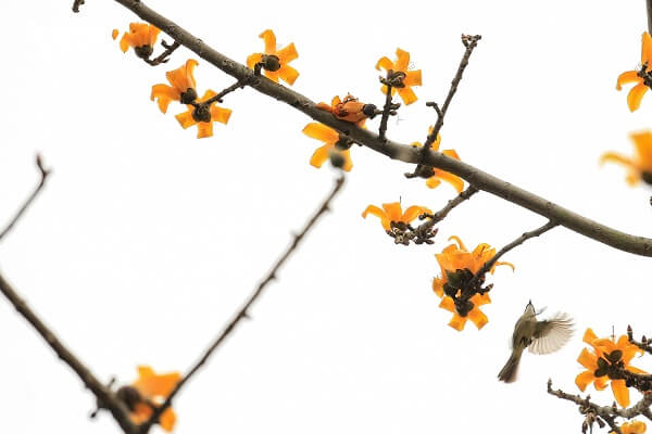 Ảnh hoa gạo vàng tháng 3