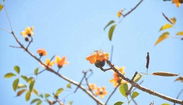 Hình hoa gạo tháng 3