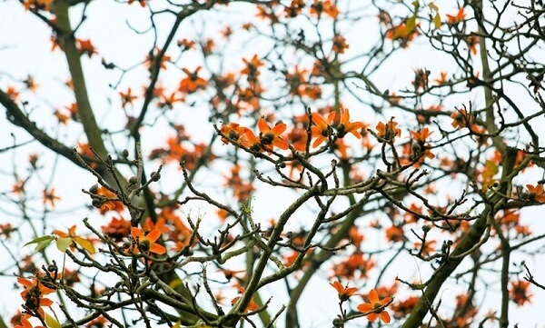 Ảnh hoa gạo vàng