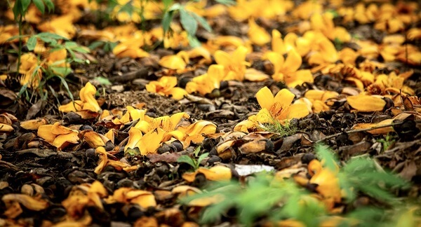 Hình hoa gạo vàng tháng 3