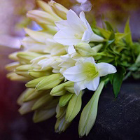 Thơ về hoa loa kèn tháng 4, câu nói, status hay về hoa loa kèn