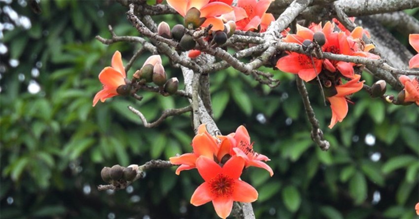 Thơ về hoa mộc miên hay, hình ảnh hoa mộc miên đẹp 