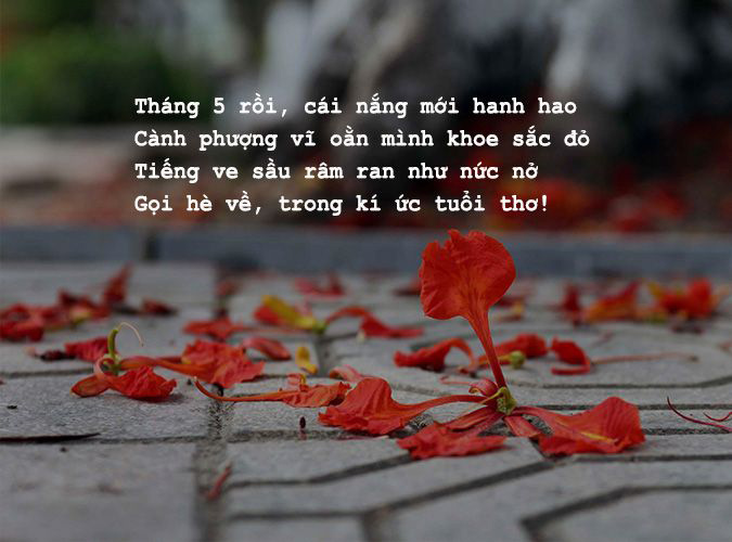 Thơ tháng 5 mùa hoa phượng