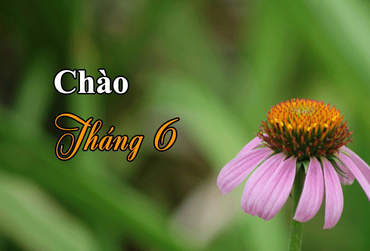 Ảnh chào tháng Sáu sắc nét