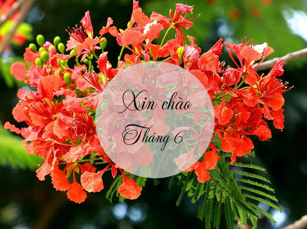 Ảnh xin chào tháng 6