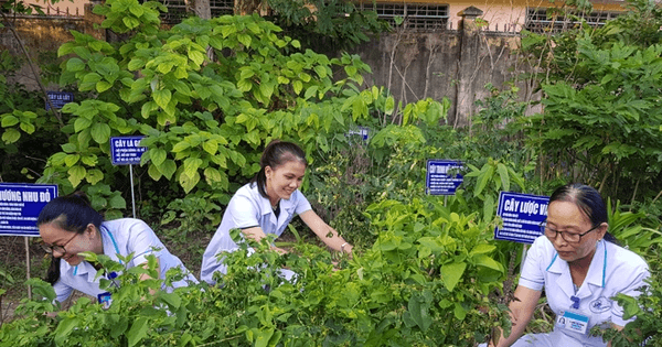 Hái lá thuốc Tết Đoan Ngọ
