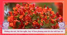 Những câu nói, bài thơ ngắn, hay về hoa phượng mùa hè cho tuổi học trò